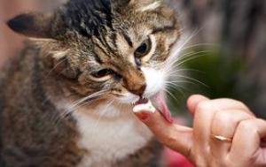 5-human-foods-cats-can-eat2