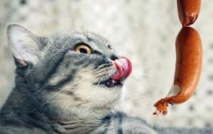5-human-foods-cats-can-eat5